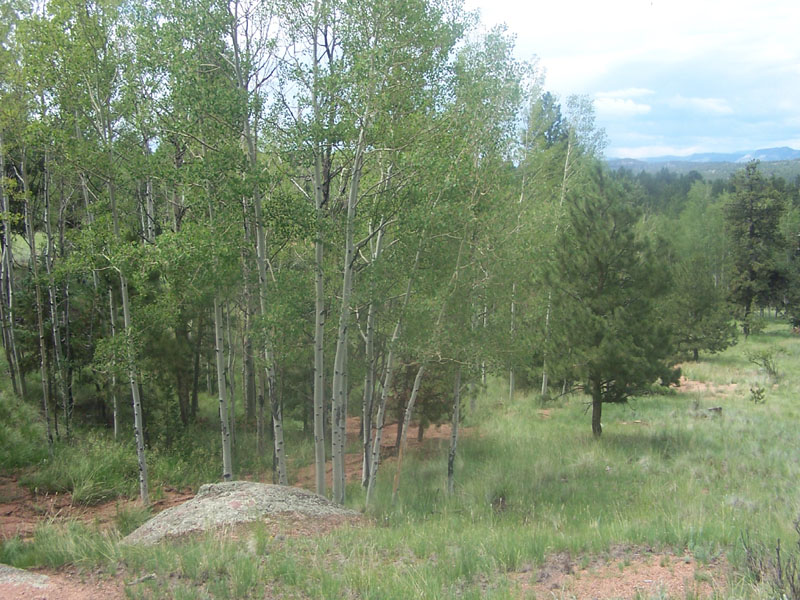 Colorado Mountain Estates Subdivision, Unit 7, Lot 902 Picture b